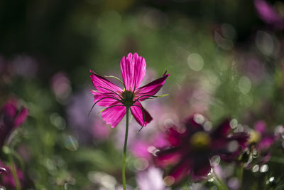 Close-up of flower blooming outdoors