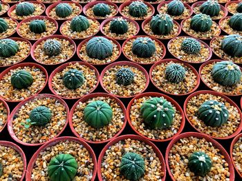 Full frame shot of potted plants for sale