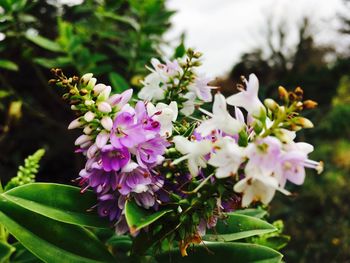 Close-up of flowers growing on tree