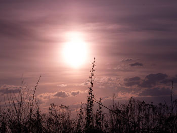 Silhouette plants against sky during sunset