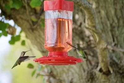 Close-up of bird feeder