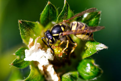Close-up of insect pollinating on flower