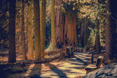 Trees in forest