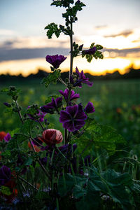 Close-up of pink flowering plant against sky during sunset