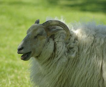 Close-up of sheep on grass