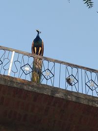 Low angle view of bird perching on wall against clear sky