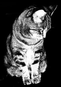 Close-up of dog against black background