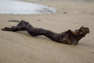 Close-up of lizard on beach