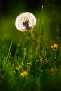 Close-up of dandelion on field