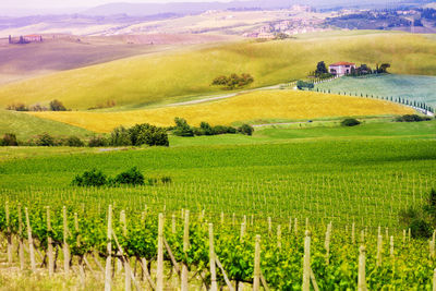 Scenic view of vineyard