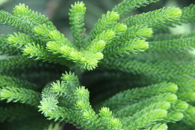 Close-up of fern leaves