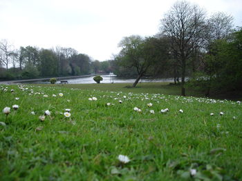 Trees growing in park