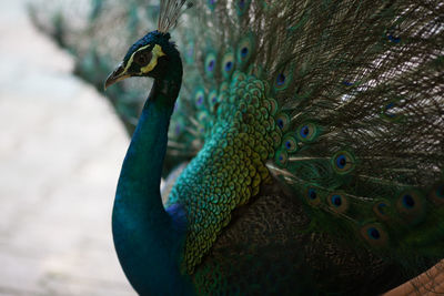 Peacock in zoo