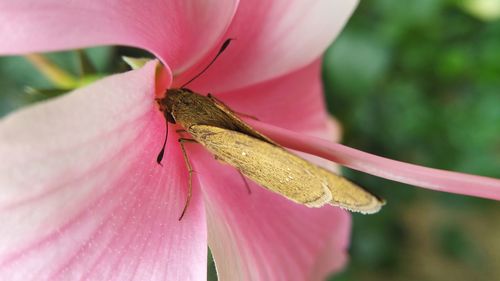 Close-up of insect on pink flower