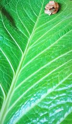 Full frame shot of green leaves