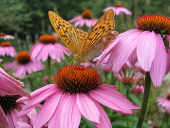 Close-up of butterfly on purple flowering plant