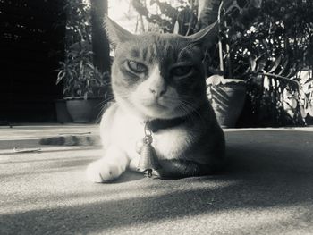 Portrait of cat sitting outdoors