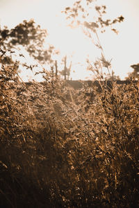 Close-up of stalks in field against sky