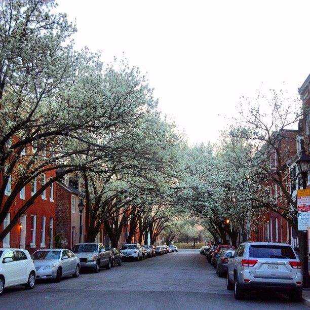 transportation, car, land vehicle, tree, mode of transport, the way forward, road, street, building exterior, built structure, architecture, diminishing perspective, clear sky, city, in a row, vanishing point, parking, treelined, bare tree, parked