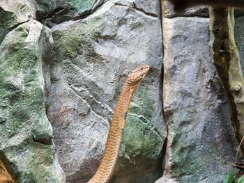 Close-up of lizard on tree trunk