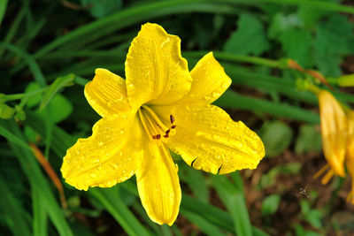 Close-up of wet yellow flower