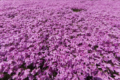 Full frame shot of purple flowers blooming in park