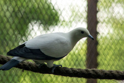 Close-up of bird perching on a fence