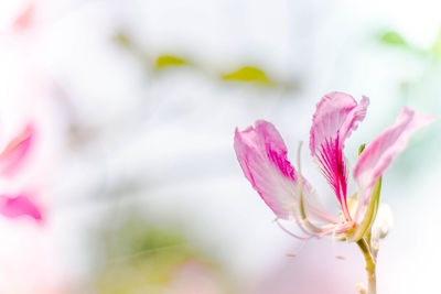 Close-up of pink flower