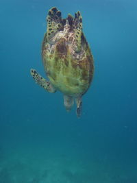 Close-up of jellyfish swimming in sea