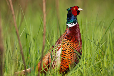 Pheasant hiding in the grass