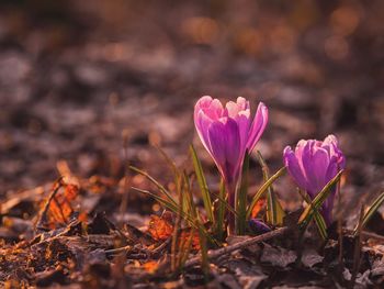 Close-up of pink flowers blooming in field