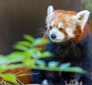 red panda