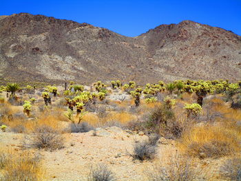 Plants growing on land
