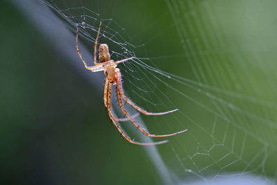 Close-up of spider on web