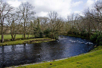 Trees in a river