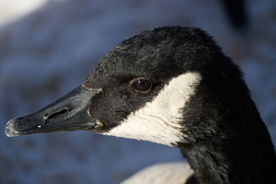 Close-up of a bird looking away