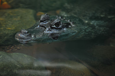 Close-up of crocodile