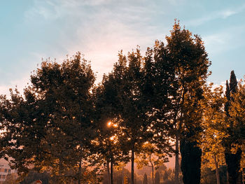 Low angle view of trees against sky during autumn