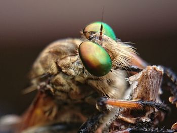 Robberfly, the face of a robber insect