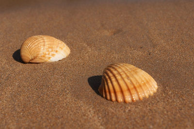 Close-up of seashell on sand