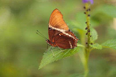 Butterfly on leaf