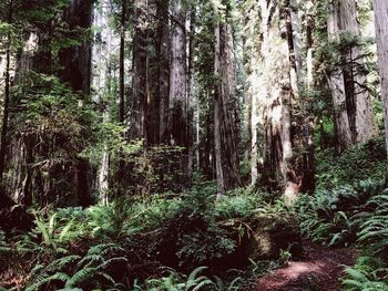 Plants growing in forest