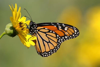 Close-up of butterfly pollinating on yellow flower