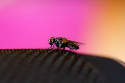 Close-up of bee on flower