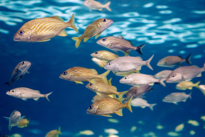 Shoal group of tiny small tropical fish under water in aquarium. sea ocean marine wildlife animals 