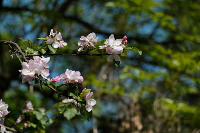 Close-up of pink cherry blossoms