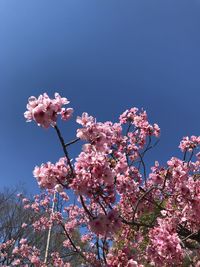 Low angle view of pink cherry blossoms against sky