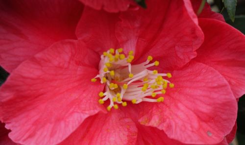 Close-up of red flower