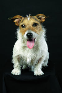 Portrait of dog sitting against black background