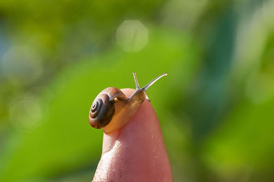 A snail on the finger